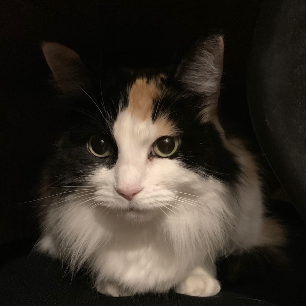 Meet your Posher, Katrina